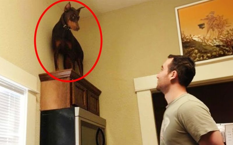 Unbelievable Dog Antics: Discover the Craziest Canine Capers!