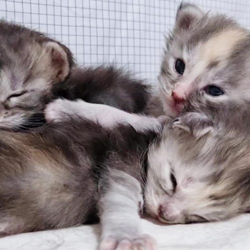 The Wonderful Life of Two Weeks Old Maine Coon Kittens!