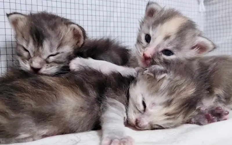 The Wonderful Life of Two Weeks Old Maine Coon Kittens!
